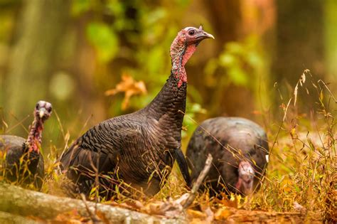 Wild Turkey hunting season extended to May 31 – Sheridan Media