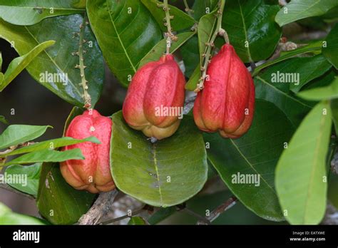 Ackee fruit hi-res stock photography and images - Alamy