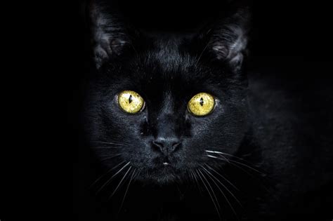 Why Do Cats’ Eyes Glow in the Dark? Science-Based Facts & FAQ | Hepper