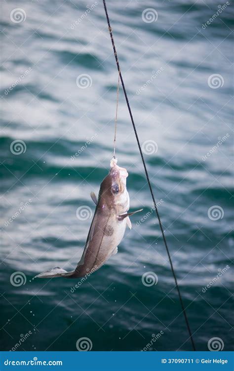 Fishing With Longline Stock Image - Image: 37090711