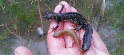 Great Crested Newt Surveys | Babec Ecological Consultants