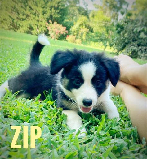 Hybrid Mini Border Collie Puppies - Current Litter