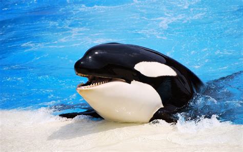 Orca Whales Wallpaper