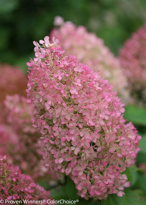 Bobo® Hardy [Dwarf] Hydrangea (Hydrangea paniculata) …………………….. (Photo Courtesy of Proven ...