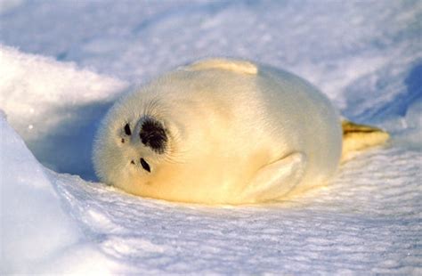 Images Of Baby Seals