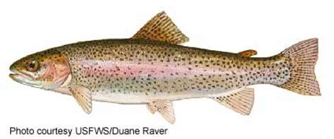 Rainbow Trout (Oncorhynchus mykiss)