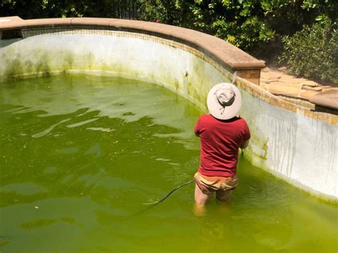 Tips of Algae Prevention and Removal in Swimming Pools