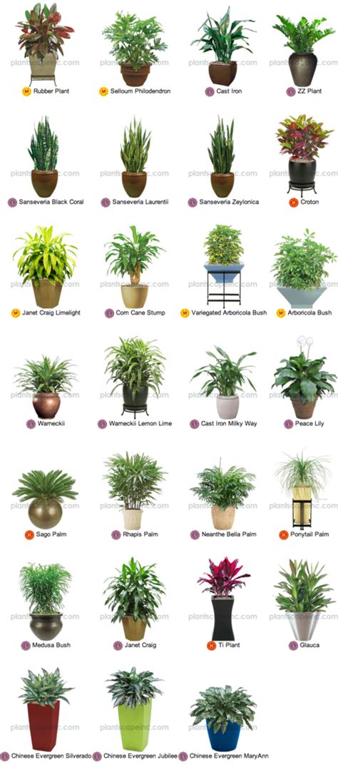 Brighten your Indoors with Tropical Plants on imgfave | Tropical house plants, Indoor tropical ...