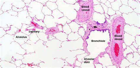 Respiratory Histology Quiz: Trivia - Trivia & Questions