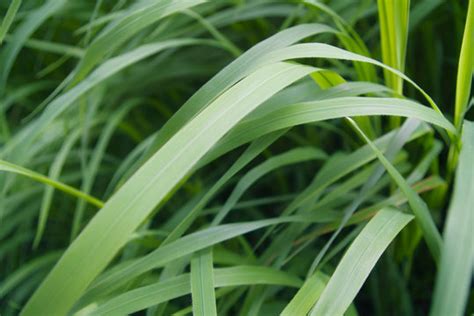 "Grass Macro" Images – Browse 238 Stock Photos, Vectors, and Video | Adobe Stock