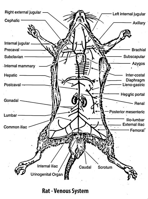 B. Sc. - II Animal Diversity- IV (Old) : Study of rat- DEMONSTRATION OF RAT ANATOMY