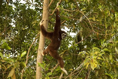 Monkey Swinging Tree Afamosa Resort Zoo Editorial Stock Photo - Stock ...