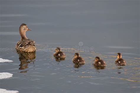 Keep your ducks in a row stock image. Image of follow - 119726817