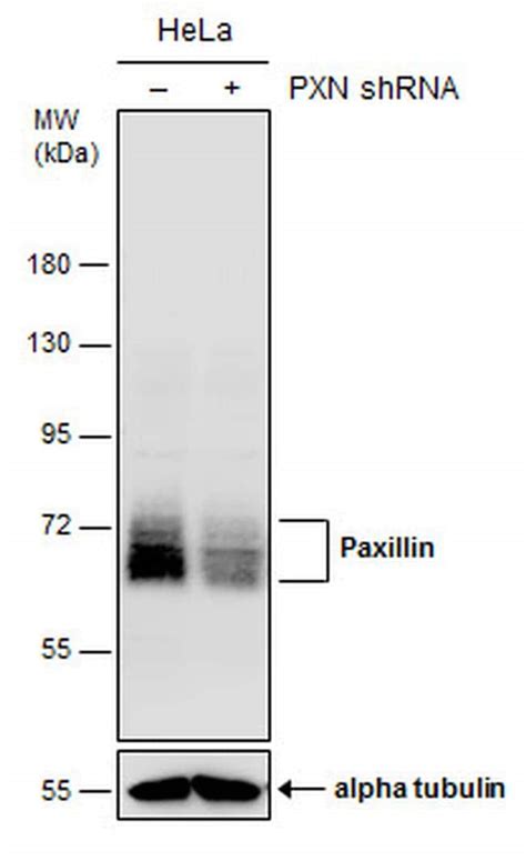 Paxillin Antibody (PA5-78142)