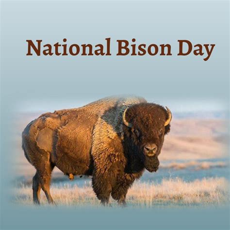 national bison day Template | PosterMyWall