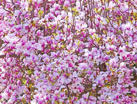 Peach flowers — Stock Photo © Koufax73 #5291446