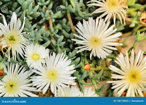 Mesembryanthemum Crystallinum White Sun in the Garden Stock Image ...