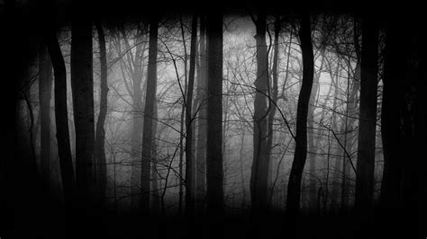 🔥 Free download Free HD Dark Woods Wallpapers Download [1920x1080] for ...