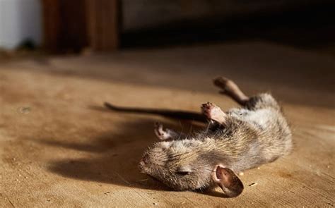 How To Get Rid of Dead Mouse Smell in Your Home