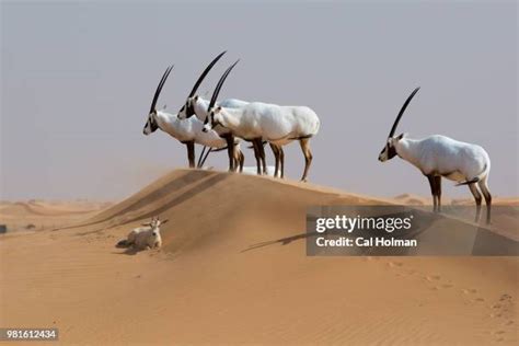 90,769 Desert Animals Stock Photos, High-Res Pictures, and Images ...