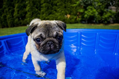 9 cosas que debes saber sobre los pugs