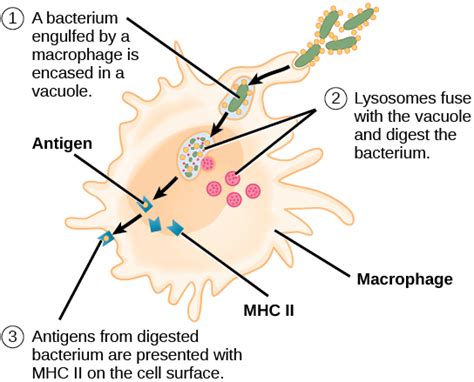 Antigen-Presenting Cells | Biology for Majors II