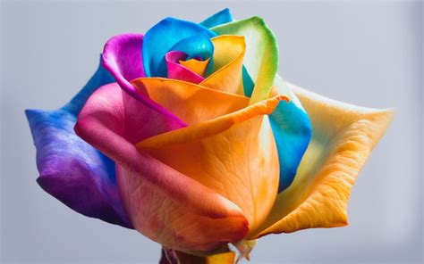 art pictures: Colorful Rose Wallpapers