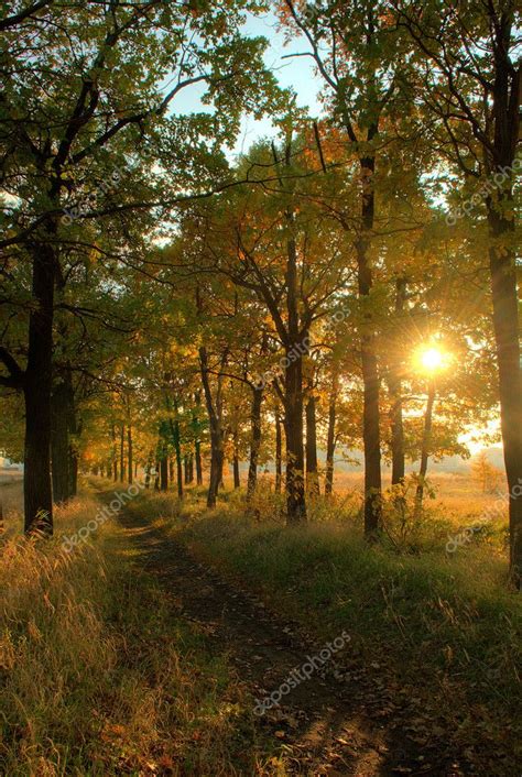 Forest path at sunset — Stock Photo © bioboy #6517180