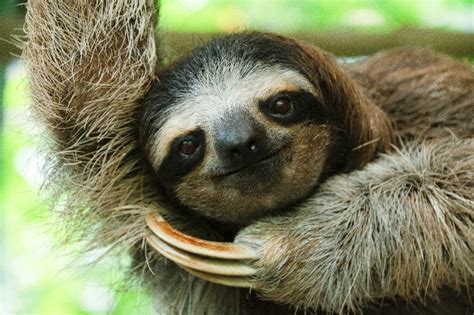 Costa Rican sloth antibiotics offer hope for human medicine