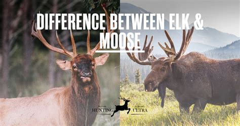 Difference Between Elk And Moose (Elk vs Moose size, Height)