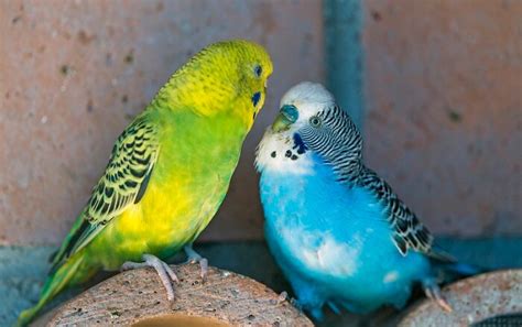 Parakeet Names – The 500 Most Popular Names for Parakeets | PetPress