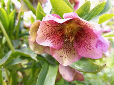 Stinking Hellebore Flower. Poisonous but Beautiful Plant Stock Image - Image of pink, harmonious ...