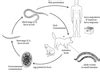 Simplified life cycle of Ancylostoma braziliense and Anc. caninum....