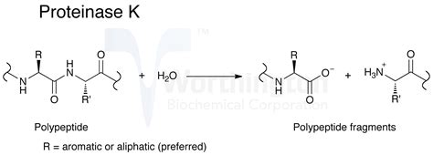 Proteinase K: A Serine Proteinase For Cell Lysis – We Are Eaton