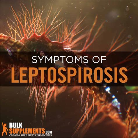 Leptospirosis: Symptoms, Causes & Treatment by James Denlinger