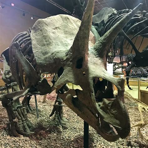 Wyoming Dinosaur Center in Thermopolis, WY