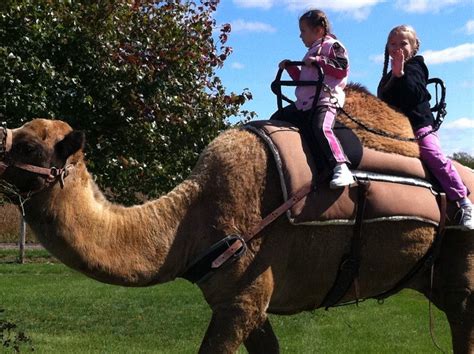 Feed Giraffes, Ride Camels at Goebbert's Pumpkin Farm | Barrington, IL ...