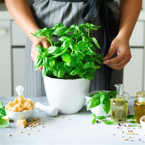 10 Best Herbs to Grow Indoors (and How to Grow Them) | Taste of Home