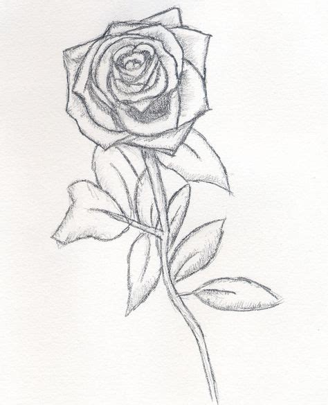Rose Drawings | ... your drawing skills and produce beautiful rose pencil drawings | Zeichnungen
