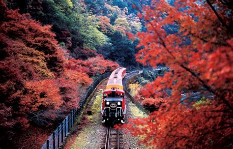 Riding the Rails: The Sagano Scenic Railway | All About Japan