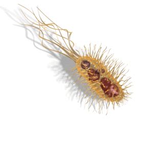 Bacteria Moving | 3D Animated Clipart for PowerPoint - PresenterMedia.com