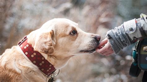 Meet and feed the abandoned dogs of Chernobyl - 101 ideas for sustainable tourism