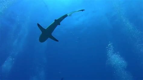 Australia, dive site: North Horn. Shark Feed. Mike Ball expedition. 24.11.2018 - YouTube