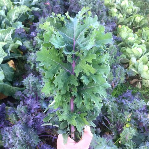 Todd's Seeds - Premium Red Russian Kale Seeds for Healthy Gardens