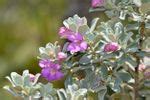 Propagating Texas Sage Bush - Can You Grow Cuttings From Texas Sage