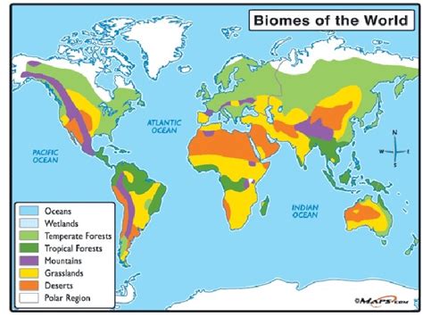 BIOMES What determines a terrestrial biome Climate Temperature