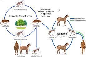 Outbreak- Western equine encephalitis ,Argentina - Prevention is better ...