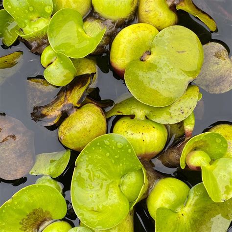 Water Plants – Watson's Greenhouse