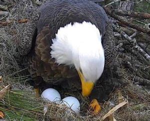 ‘Tis the Season for Hatching Eagle Eggs | American Eagle Foundation