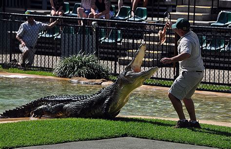 Crocodile Feeding at Australia Zoo | JanetGrima | Flickr